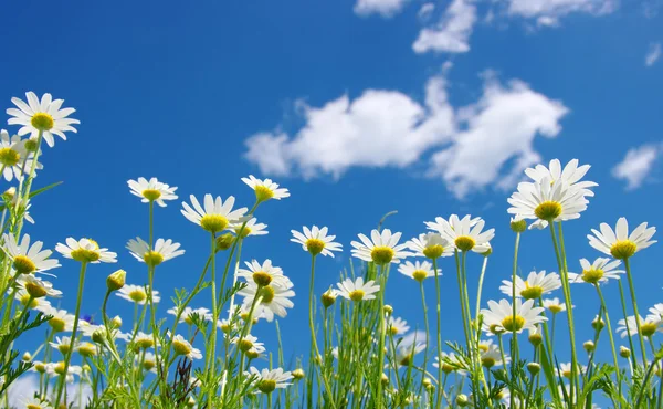 White camomiles — Stock Photo, Image