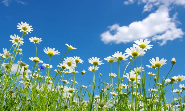 White camomiles — Stock Photo, Image