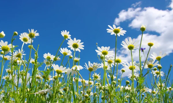 Witte camomiles — Stockfoto