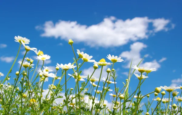 Flores amarillas hermosas en un campo verde contra el cielo azul oscuro