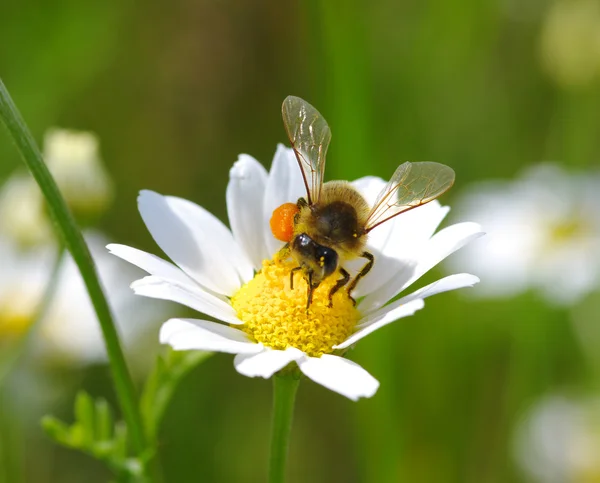 Biene — Stockfoto