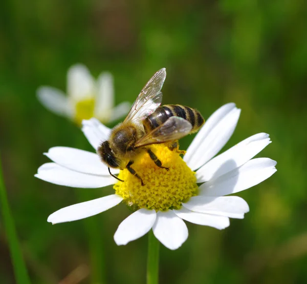 Včela — Stock fotografie