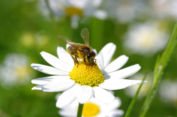 Abeja — Foto de Stock