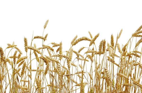 Wheat — Stock Photo, Image