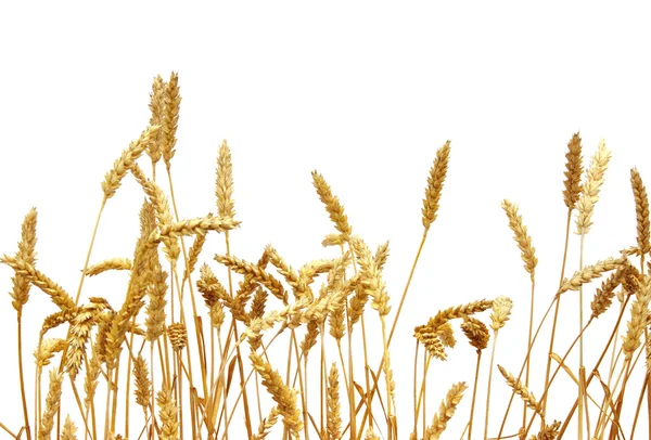 Wheat — Stock Photo, Image