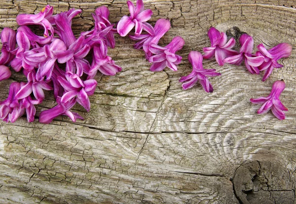 Flor na madeira — Fotografia de Stock