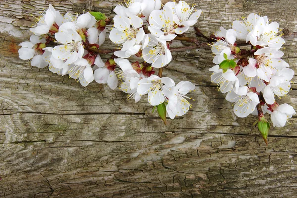 Flower on wood — Stock Photo, Image