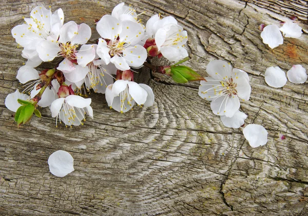 Flower on wood — Stock Photo, Image