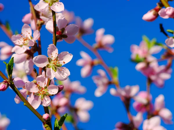 Pink blossom — Stock Photo, Image