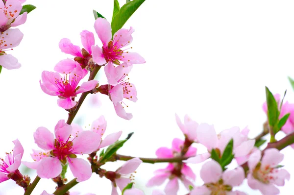 Rosafarbene Blüten — Stockfoto