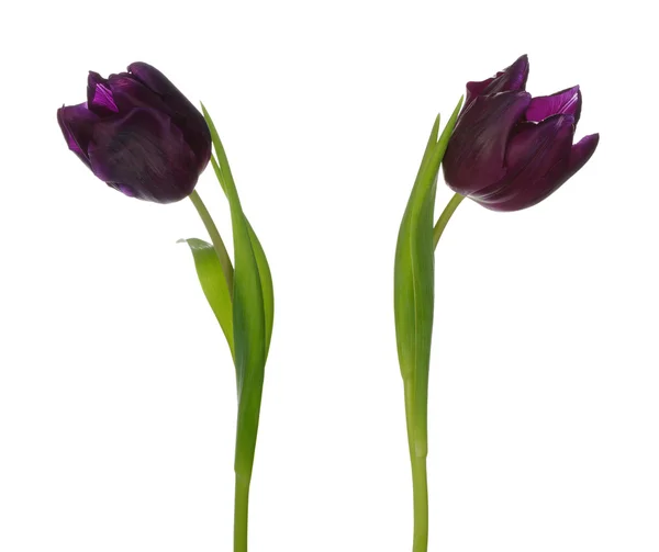 Tulp — Stockfoto