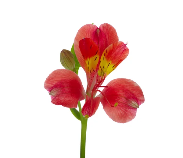 Květ — Stock fotografie