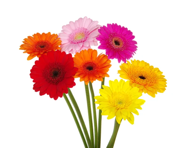 Gerbera margherite — Foto Stock