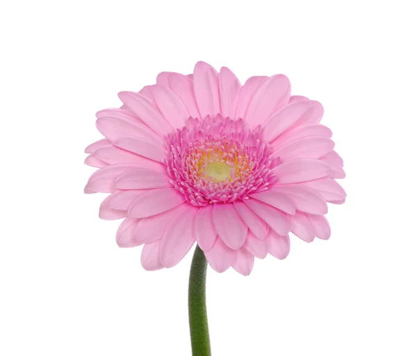 Růžová gerbera — Stock fotografie