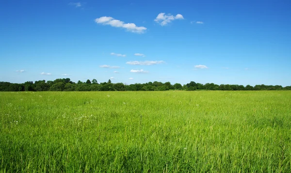 Campo — Fotografia de Stock