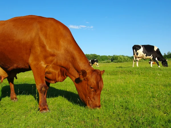 Cow — Stock Photo, Image