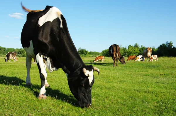 Cow — Stock Photo, Image