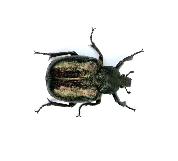 Escarabajo negro —  Fotos de Stock