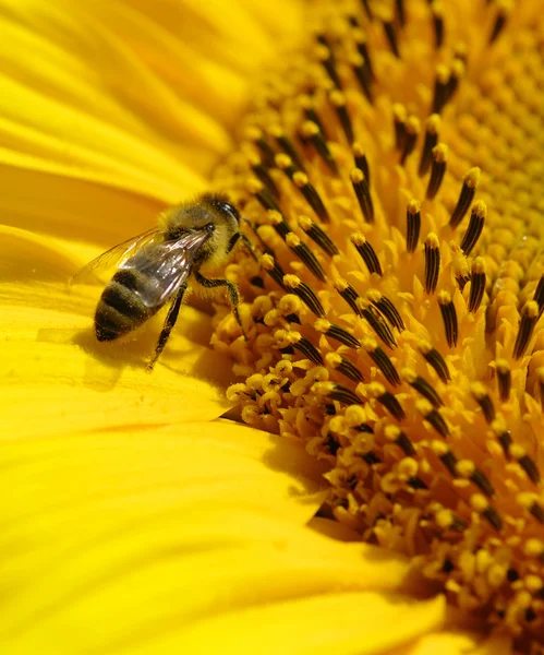 Bee in de zonnebloem — Stockfoto