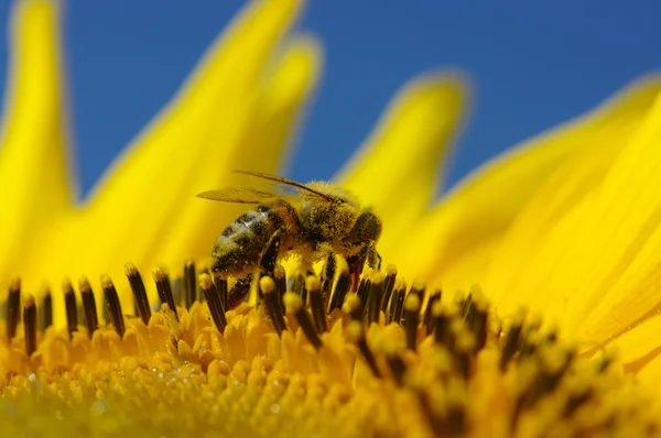 Bi i solrosen — Stockfoto