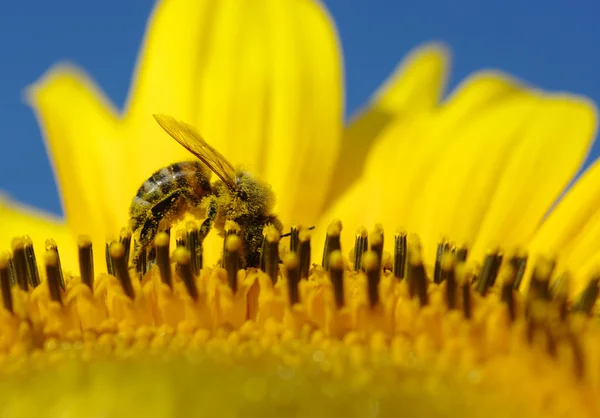 Bee in the sunflower — Stock Photo, Image