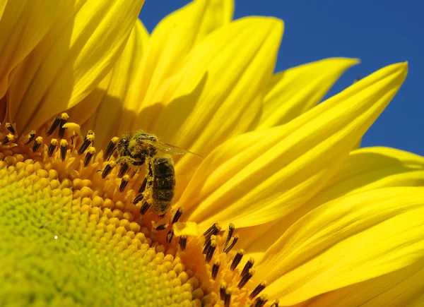 Bee in the sunflower — Stock Photo, Image