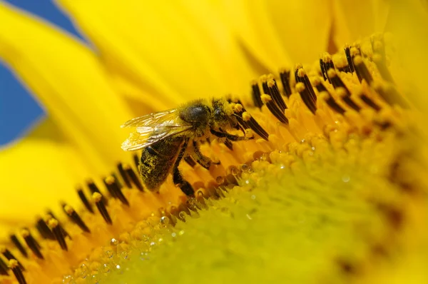 Bee in the sunflower — Stock Photo, Image