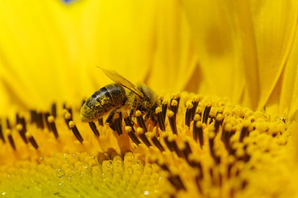 A napraforgó méh — Stock Fotó