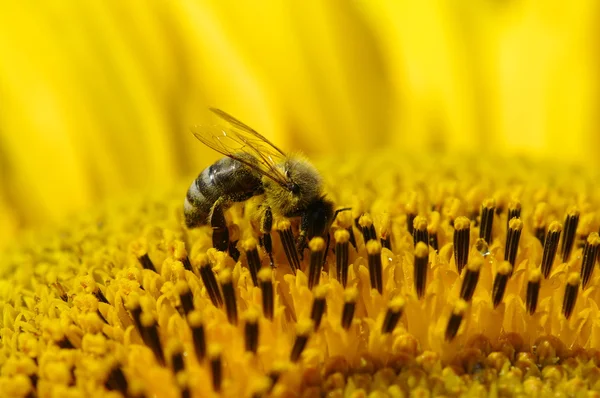 Abeille dans le tournesol — Photo