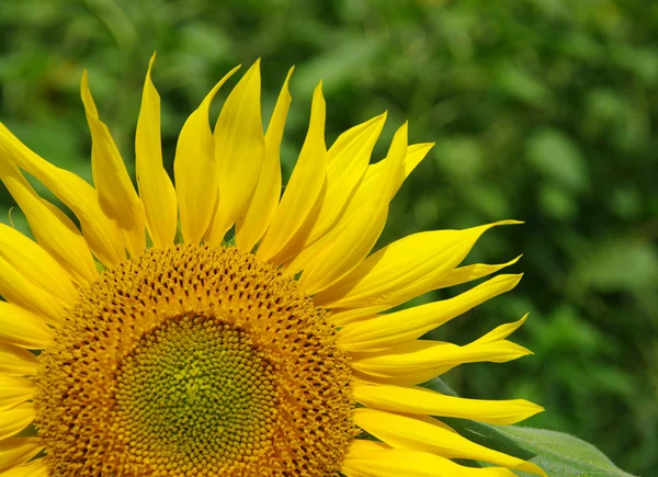 Sunflower — Stock Photo, Image