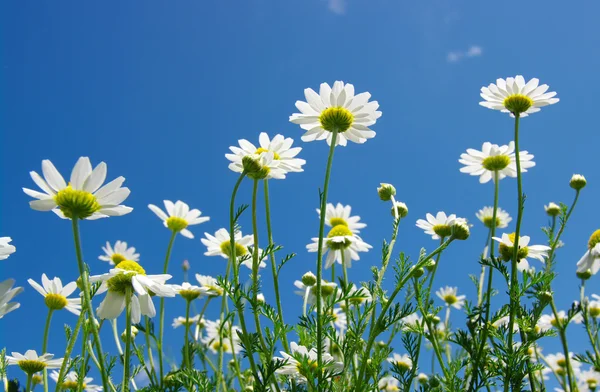 Weiße Gänseblümchen — Stockfoto