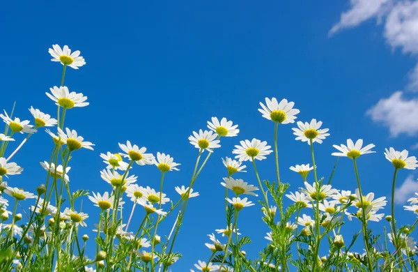 Weiße Gänseblümchen — Stockfoto