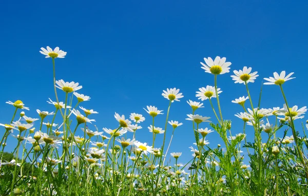 White daisies — Stockfoto