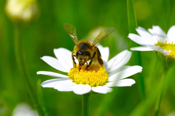 Bee — Stock Photo, Image