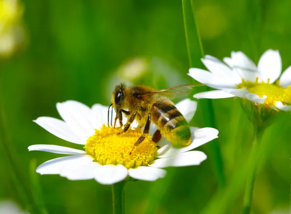 Бджола — стокове фото