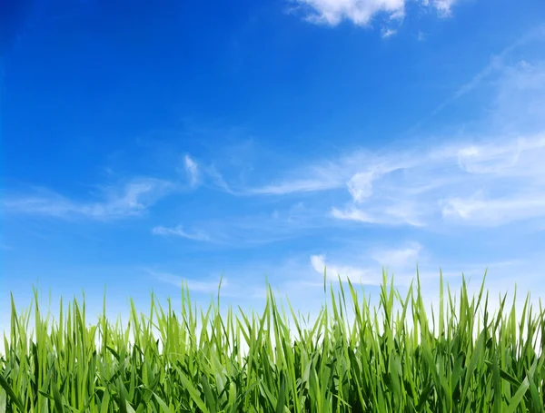 Green grass — Stock Photo, Image