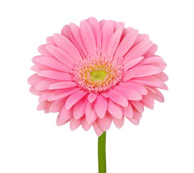 pembe gerbera 