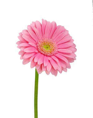 pembe gerbera 