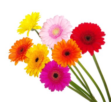 Gerbera  