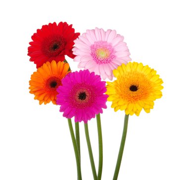 Gerbera  