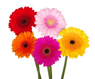 Gerbera  