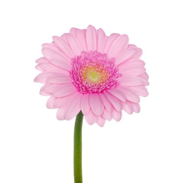 pembe gerbera 