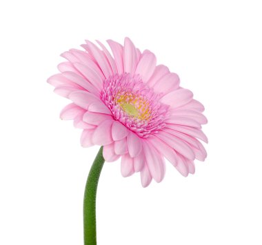 pembe gerbera 