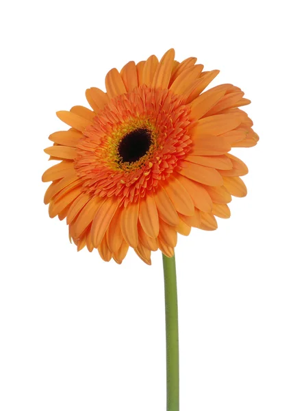 Oranje bloem — Stockfoto