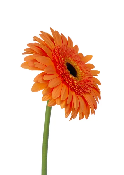 Orange flower — Stock Photo, Image