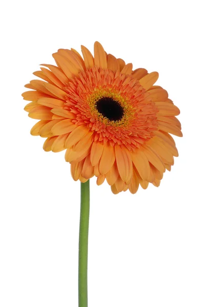 Oranje bloem — Stockfoto