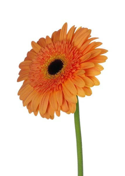 Oranje bloem — Stockfoto