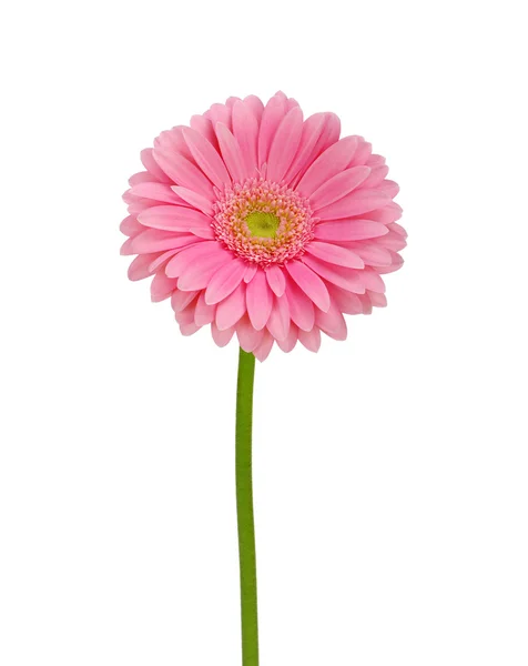 Růžová gerbera — Stock fotografie