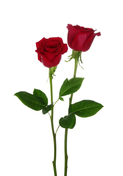 Due rose rosse — Foto Stock