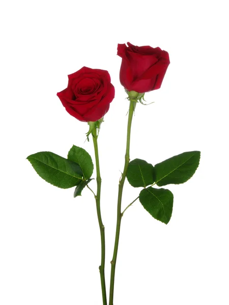 Zwei rote Rosen — Stockfoto